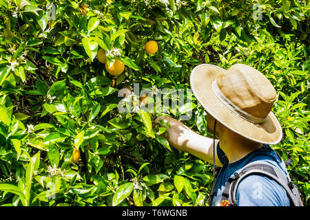 Personne non identifiée picking oranges, San Jose, South San Francisco, Californie Banque D'Images