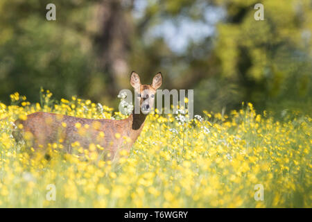 Vue de côté, la belle femme, le chevreuil (Capreolus capreolus) isolés dans de jolies fleurs des prés UK, chef à l'avant, la fixant. Banque D'Images