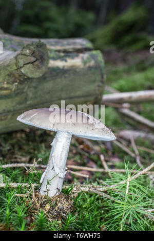 Champignons toxiques panther dans la mousse Banque D'Images