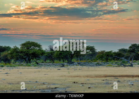 Paysage d'Etosha Namibie Afrique désert Banque D'Images