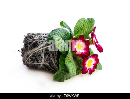 Primevères colorées en noir pots isolated on white Banque D'Images