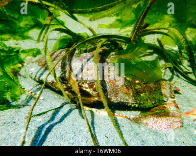 Un crabe rouge caché sous l'herbe de mer dans un bassin de marée