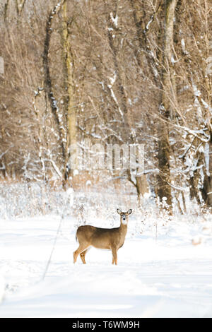 Tout droit sur portrait d'un cerf de biche dans une forêt remplie de neige Banque D'Images