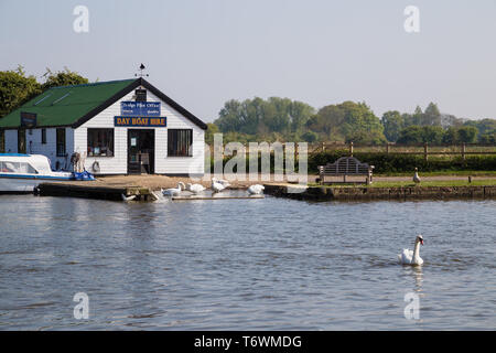 Un jour location bateau shop à côté de la rivière Thurne aux cygnes bénéficiant au lissage eux-mêmes sur la rive. Potter Heigham, Norfolk, UK Banque D'Images