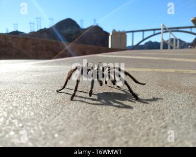 Tarantula en habitat naturel, Theraphosidae au barrage Hoover, nevada Banque D'Images