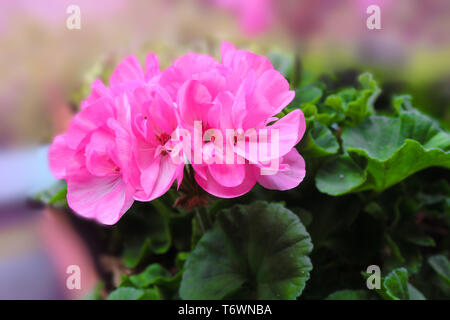 Géranium rose, géranium Zonal, Pelargonium hortorum à fleurs roses Banque D'Images