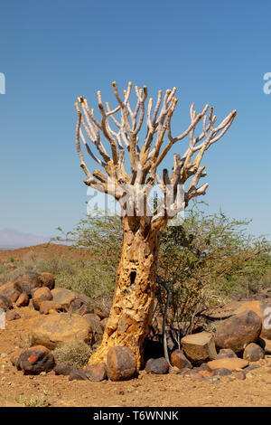 Aloidendron dichotomum, aloe arbre, désert de Namibie Banque D'Images