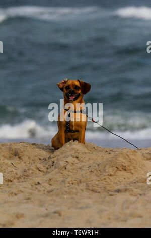 Portrait de chien sur la plage avec l'océan en arrière-plan Banque D'Images