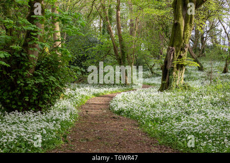 Chemin forestiers à l'ail sauvage en pleine floraison Banque D'Images