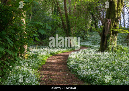 Chemin forestiers à l'ail sauvage en pleine floraison dans la lumière du soleil du soir Banque D'Images