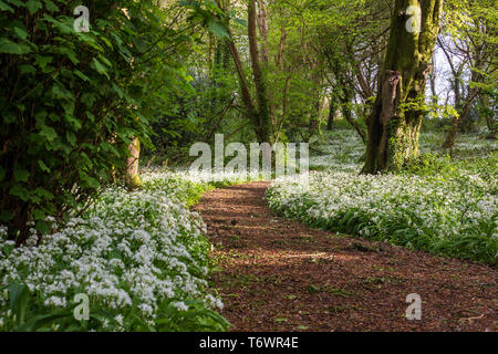 Chemin forestiers à l'ail sauvage en pleine floraison dans la lumière du soleil du soir Banque D'Images