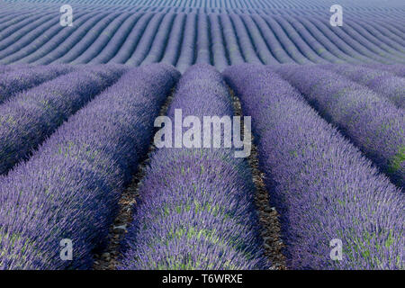 Interminables rangées de Lavnder le long du Plateau de Valensole, Provence, France Banque D'Images