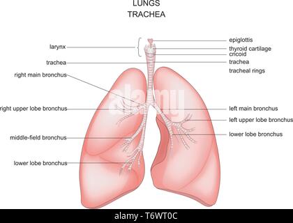 Illustration vecteur de l'anatomie des poumons, de la trachée et du larynx Illustration de Vecteur