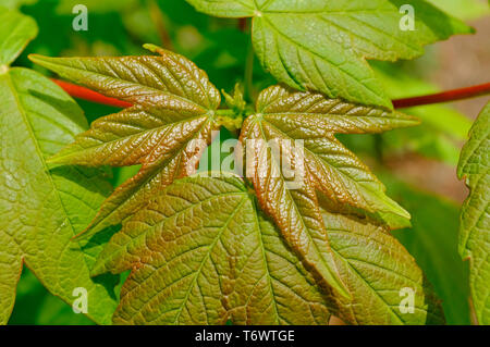 Les jeunes feuilles de bouleau au printemps, Norfolk, Angleterre Banque D'Images