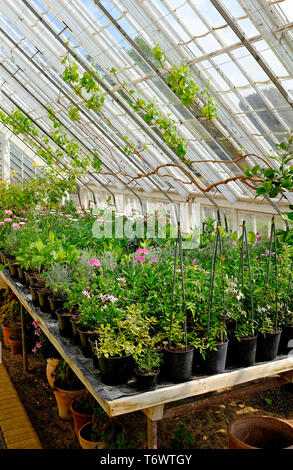 Les plantes en pot dans la grande serre, North Norfolk, Angleterre Banque D'Images