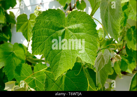 Close up of Grape Vine leaf in greenhouse Banque D'Images