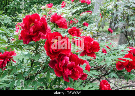 Pivoines d'arbre rouge sous les arbres, Paeonia suffruticosa 'hoki' pivoine d'arbre rouge, plante arbustive dans un jardin, belles fleurs endurci vivace dans le jardin ombragé Banque D'Images
