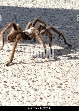 Tarantula en habitat naturel, Theraphosidae au barrage Hoover, nevada Banque D'Images