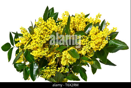 Bouquet de fleurs jaune mahonia pluche, isolé sur fond blanc Banque D'Images