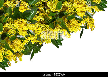 Branches vertes de mahonia avec fleurs jaune isolé sur fond blanc Banque D'Images