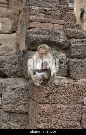 À longue queue femelle macacque avec son bébé dans le parc de Wat Phra Prang Sam Yot, Lopburi, Thaïlande Banque D'Images