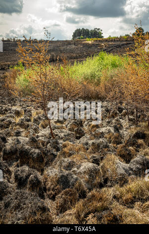 Suite d'un incendie landes Banque D'Images