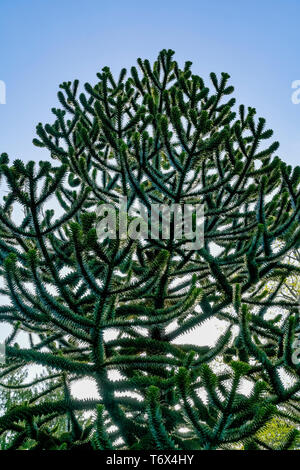 Arbre généalogique monkey puzzle, Araucaria araucana Banque D'Images