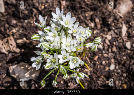 Ombelles floraison star dans le lit de lait Banque D'Images