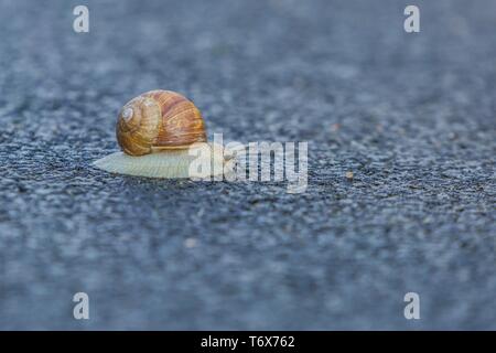 Gros escargot gris brunâtre crémeuse avec rampant shell lentement sur macadam humide street. Et de l'arrière-plan flou. Banque D'Images