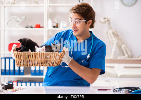 L'examen de médecin vétérinaire chatons dans un hôpital vétérinaire Banque D'Images