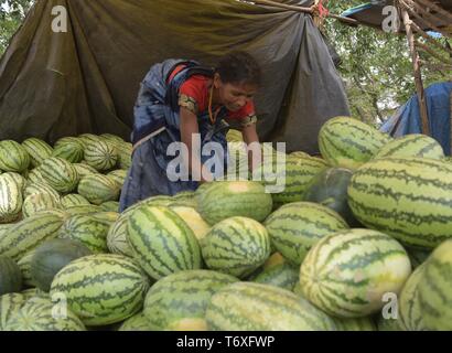 Allahabad, Uttar Pradesh, Inde. 3 mai, 2019. Allahabad : un commerçant courte pastèque sur une chaude journée à Allahabad le Vendredi, Mai 03, 2019. Credit : Prabhat Kumar Verma/ZUMA/Alamy Fil Live News Banque D'Images