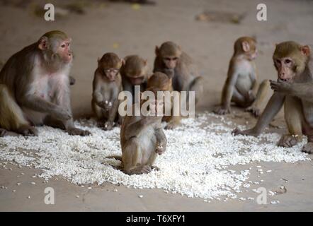 Allahabad, Uttar Pradesh, Inde. 3 mai, 2019. Allahabad : Monkey de manger des aliments à Allahabad le Vendredi, Mai 03, 2019. Credit : Prabhat Kumar Verma/ZUMA/Alamy Fil Live News Banque D'Images