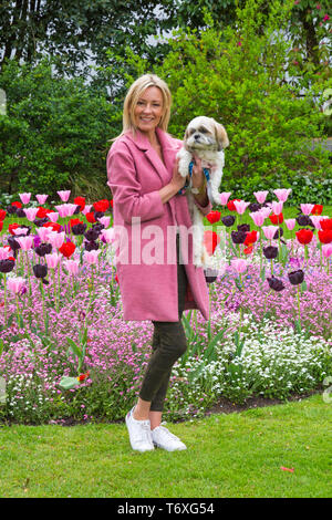 Bournemouth, Dorset, Royaume-Uni. 3 mai 2019. Météo au Royaume-Uni : chaud avec des sorts ensoleillés à Bournemouth. Vanessa et Archie le ShihTzu, Shih Tzu, apprécient les fleurs colorées des jardins inférieurs de Bournemouth. Tulipes colorées et bleu rose et blanc oubliez-moi nots fleurs crédit: Carolyn Jenkins/Alay Live News Banque D'Images