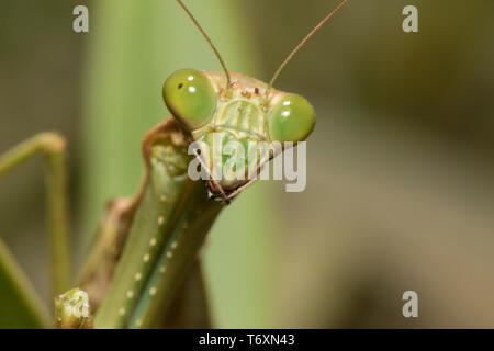 Close-up de mantes, Boa Vista, Cap Vert Banque D'Images
