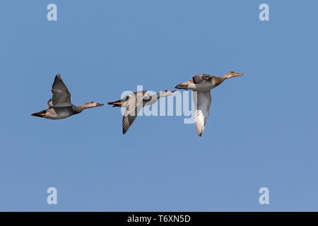 Deux hommes le Canard chipeau (Mareca strepera) à la poursuite d'un femme, Cambridgeshire, Angleterre, RU Banque D'Images