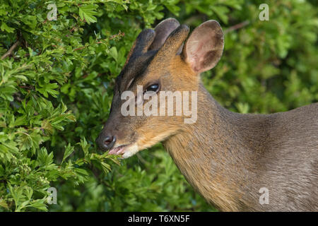 L'Reeves (Muntiacus reevesi cerf Muntjac) se nourrissant de haie, Cambridgeshire, UK Banque D'Images