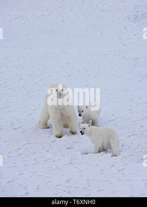 L'ours polaire (Ursus maritimus) mère et deux petits sur la glace de mer dans l'Arctique russe, photographiés au cours de voyage à pôle Nord. Banque D'Images