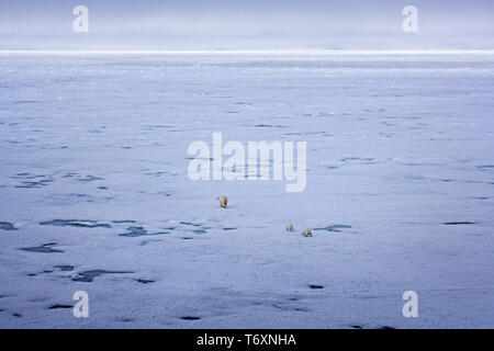 L'ours polaire (Ursus maritimus) mère et deux petits sur la glace de mer dans l'Arctique russe, photographiés au cours de voyage à pôle Nord. Banque D'Images