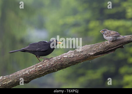 Et Blackbird Turdus merula / Moineau domestique Passer domesticus / Banque D'Images
