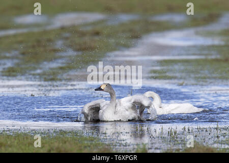 Bewicks / cygnes Cygnus bewickii Banque D'Images