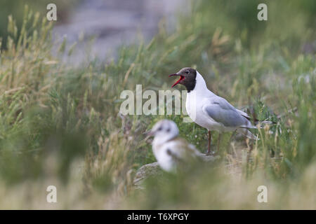 Mouette / Chroicocephalus ridibundus Banque D'Images