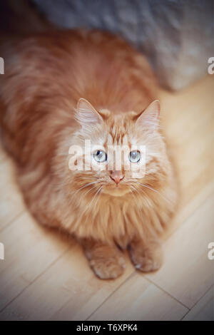 Portrait d'un chat domestique à rayures moelleuses, couleur rouge, photographié d'en haut. Banque D'Images