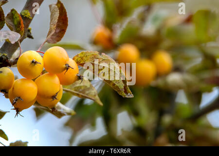 Branche avec des pommes en paradis jaune journée d'automne. Banque D'Images