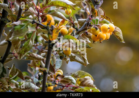 Branche avec des pommes en paradis jaune journée d'automne. Banque D'Images