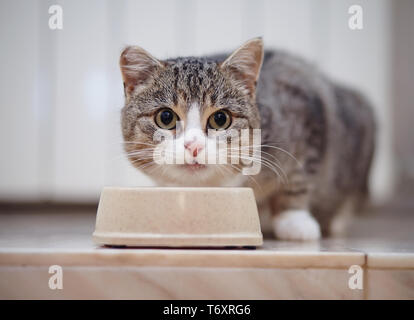 Le chat domestique mange rayé gris à partir d'un bol. Banque D'Images