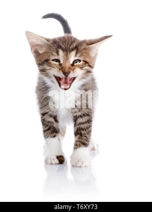 Multi-couleur petit chaton. Chaton sur un fond blanc. Petit prédateur. Petit Chat. Banque D'Images