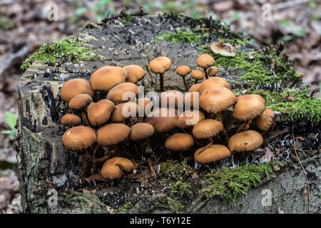 Champignons sur tronc d'arbre mort Banque D'Images