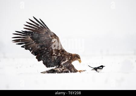 À queue blanche (Haliaeetus albicilla) s'magpie (Pica pica) dans la neige, province de la Voïvodine, Serbie Banque D'Images