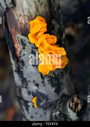 Tremella mesenterica, connu sous le nom de cerveau jaune, golden jelly champignon, vibreur, jaune et le beurre des sorcières Banque D'Images