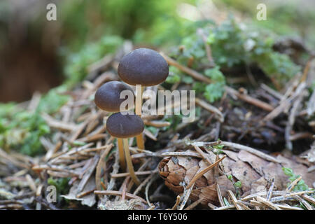 Sprucecone Strobilurus esculentus, cap, de champignons sauvages comestibles Banque D'Images